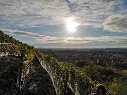 Charbonnay vin de terril