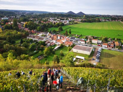 Charbonnay vin de terril